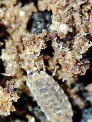 Porcellionides cingendus