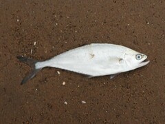 Scomberoides
