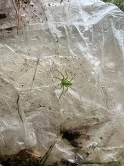 Micrommata virescens