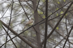 Myiarchus