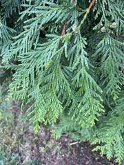Thuja