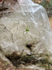 Micrommata virescens