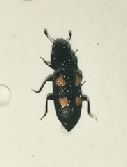 Glischrochilus quadripunctatus