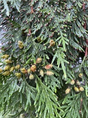 Thuja