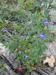 Trichostema setaceum