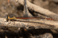 Argiocnemis rubescens