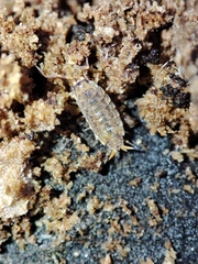 Porcellionides cingendus