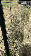 Eragrostis secundiflora