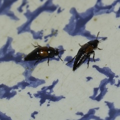 Tachinus fimbriatus