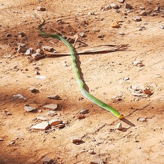 Erythrolamprus viridis