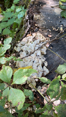 Ductifera pululahuana