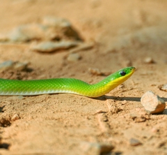 Erythrolamprus viridis