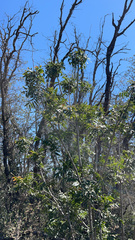 Eragrostis secundiflora