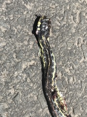 Thamnophis pulchrilatus