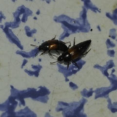 Tachinus fimbriatus