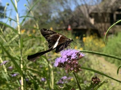 Chioides albofasciatus