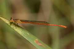 Argiocnemis rubescens