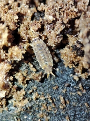 Porcellionides cingendus