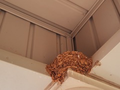 Hirundo rustica