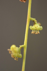 Simarouba versicolor