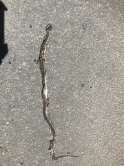 Thamnophis pulchrilatus