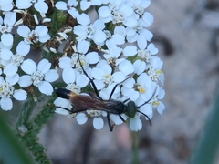 Sphecidae