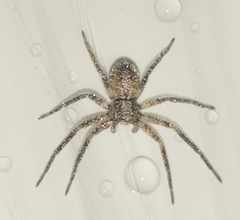 Philodromus aureolus