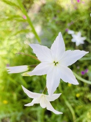 Leucocoryne ixioides