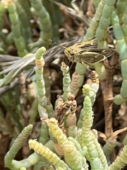 Panoquina errans