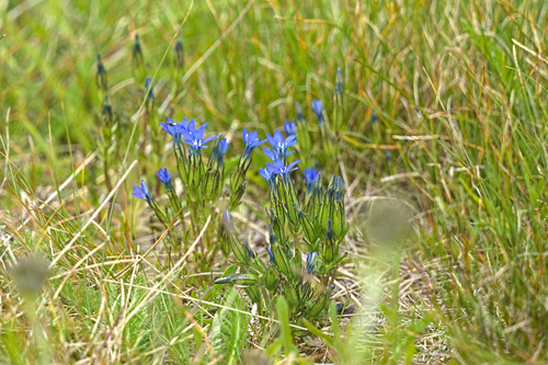 horec snežný (Gentiana nivalis)