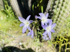 Leucocoryne violacescens