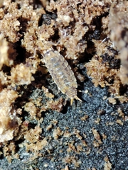 Porcellionides cingendus