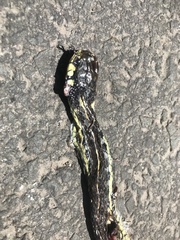 Thamnophis pulchrilatus