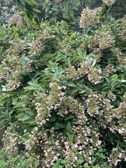 Hydrangea