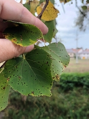 Eriophyes tiliae