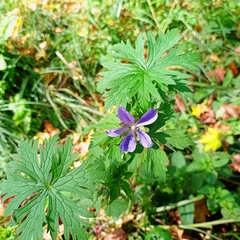 Geranium collinum
