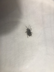 Myosides seriehispidus