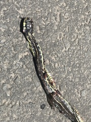 Thamnophis pulchrilatus