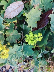 Alchemilla mollis