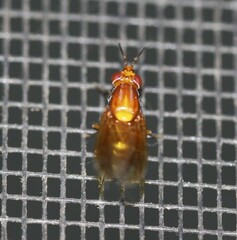 Rhagadolyra handlirschi