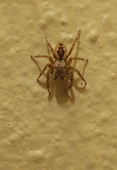 Mexigonus