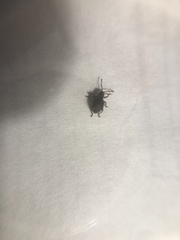 Myosides seriehispidus