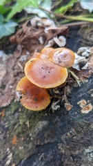Flammulina velutipes