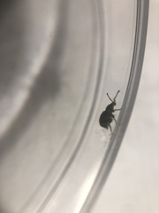 Myosides seriehispidus