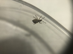 Myosides seriehispidus