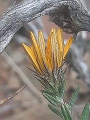 Gorteria integrifolia