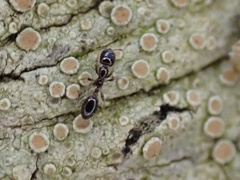 Monomorium trageri