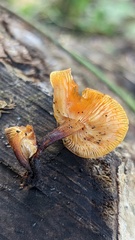 Flammulina velutipes