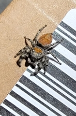 Phidippus adumbratus