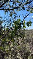Celtis reticulata